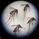 Mosquitoes, not meth, spread the Zika virus